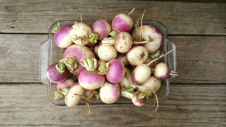 Growing Turnips: How to Plant, Grow, and Harvest Turnips