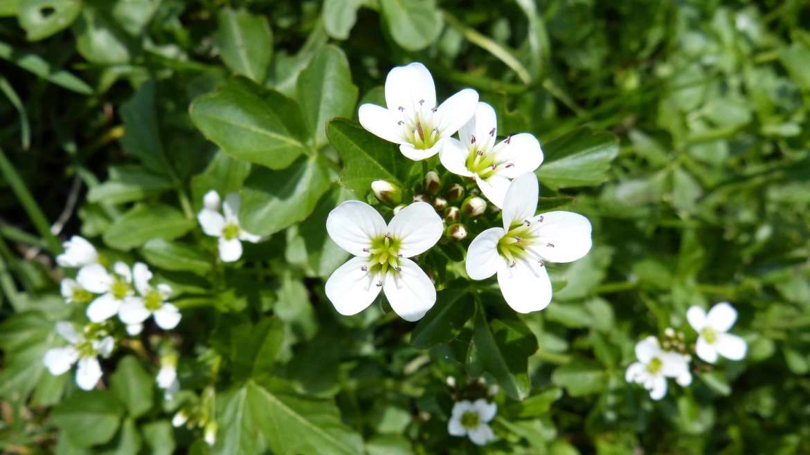Growing Watercress: How to Plant, Grow, and Harvest Watercress