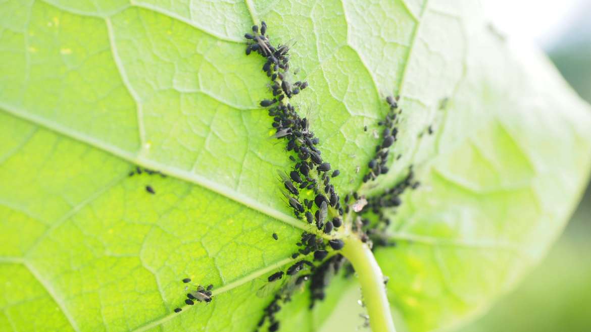 How to Get Rid of Aphids Naturally