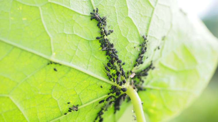 How to Get Rid of Aphids Naturally