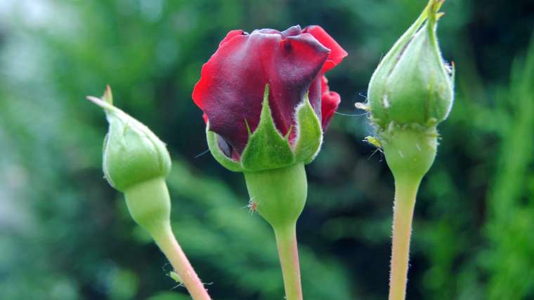 Rose Aphids: How to Get Rid of Aphids on Roses