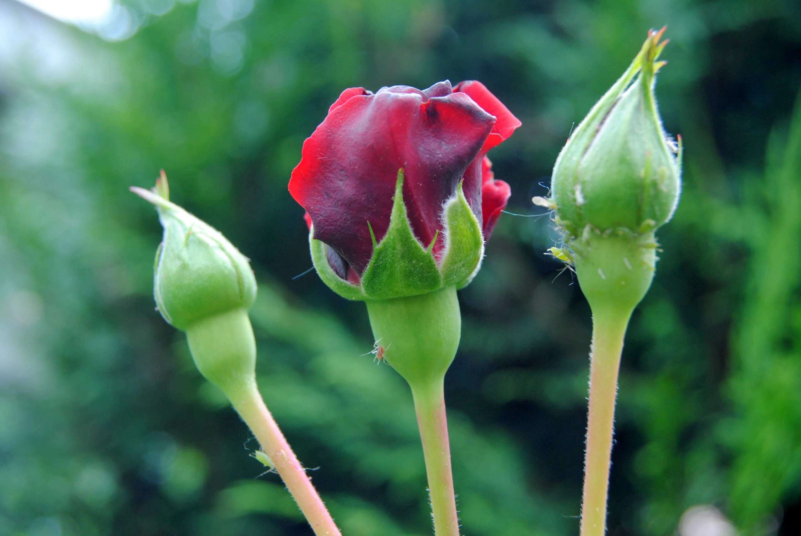 Rose Aphids: How to Get Rid of Aphids on Roses