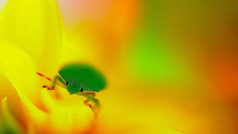 How to Get Rid of Stink Bugs in Your Garden