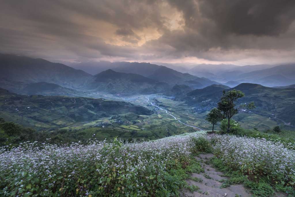 How to Grow Buckwheat