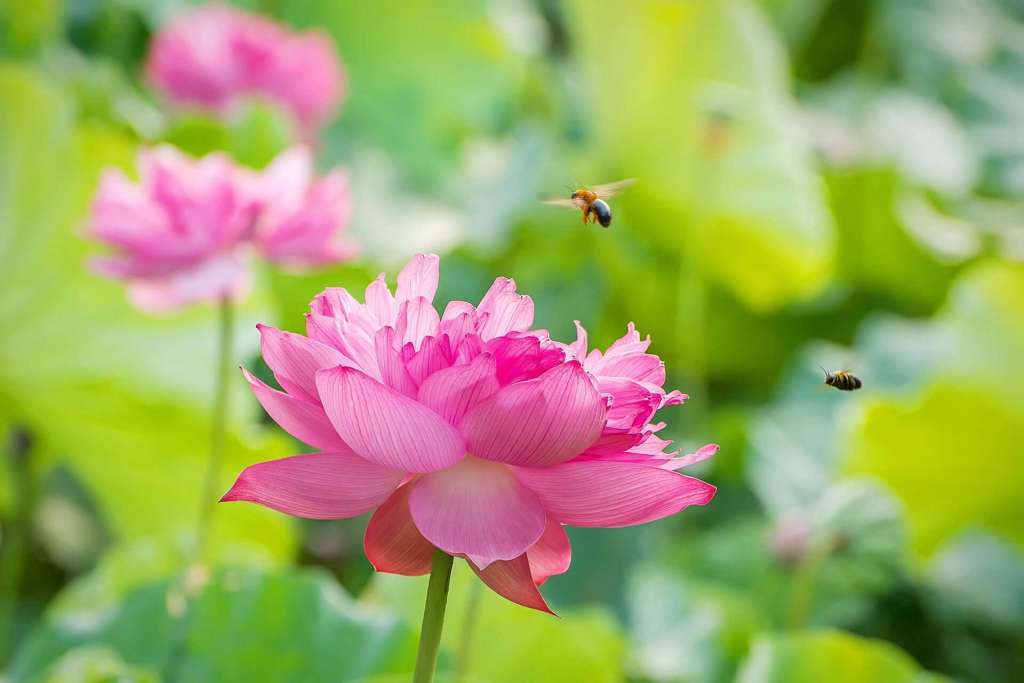 How to Make a Bee-Friendly Garden