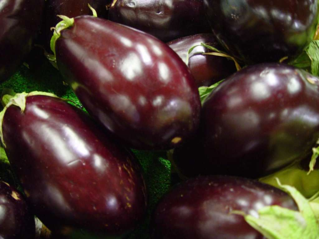 How to grow Eggplants
