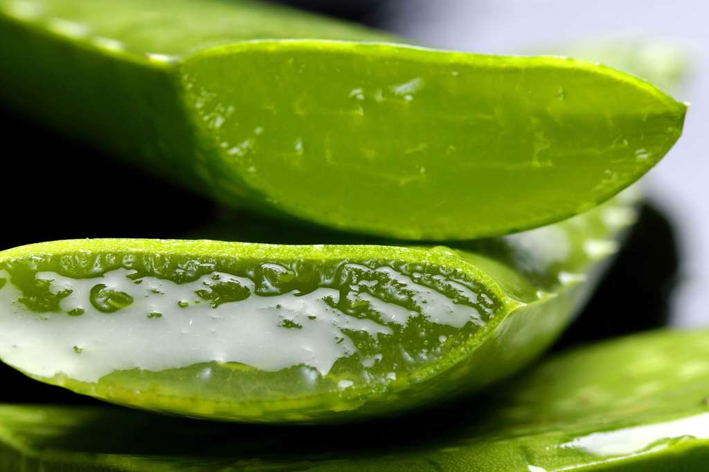 How to grow Aloe Vera