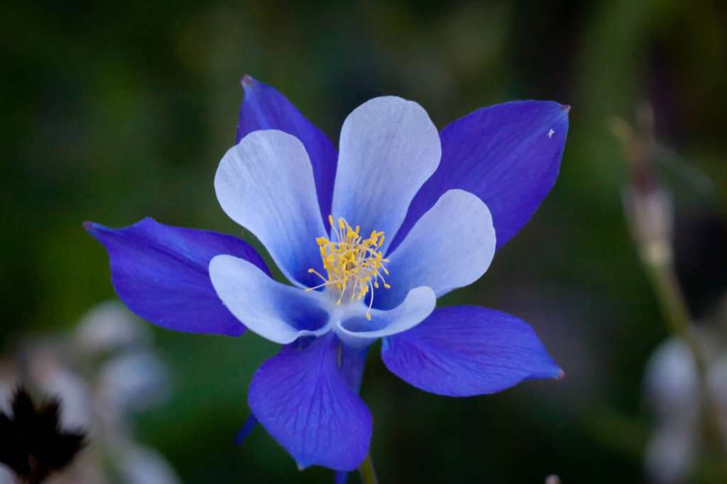 Growing Aquilegias