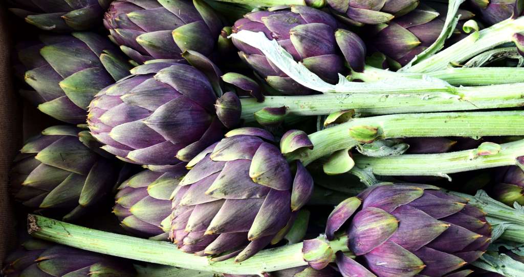 How to grow Artichokes