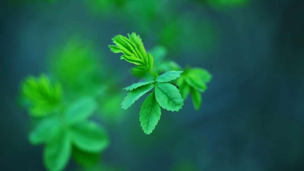 How to Grow Basil