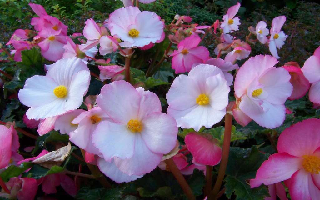 How to grow Begonias