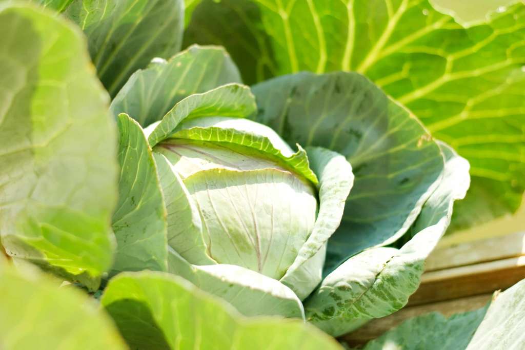 How to grow Cabbage