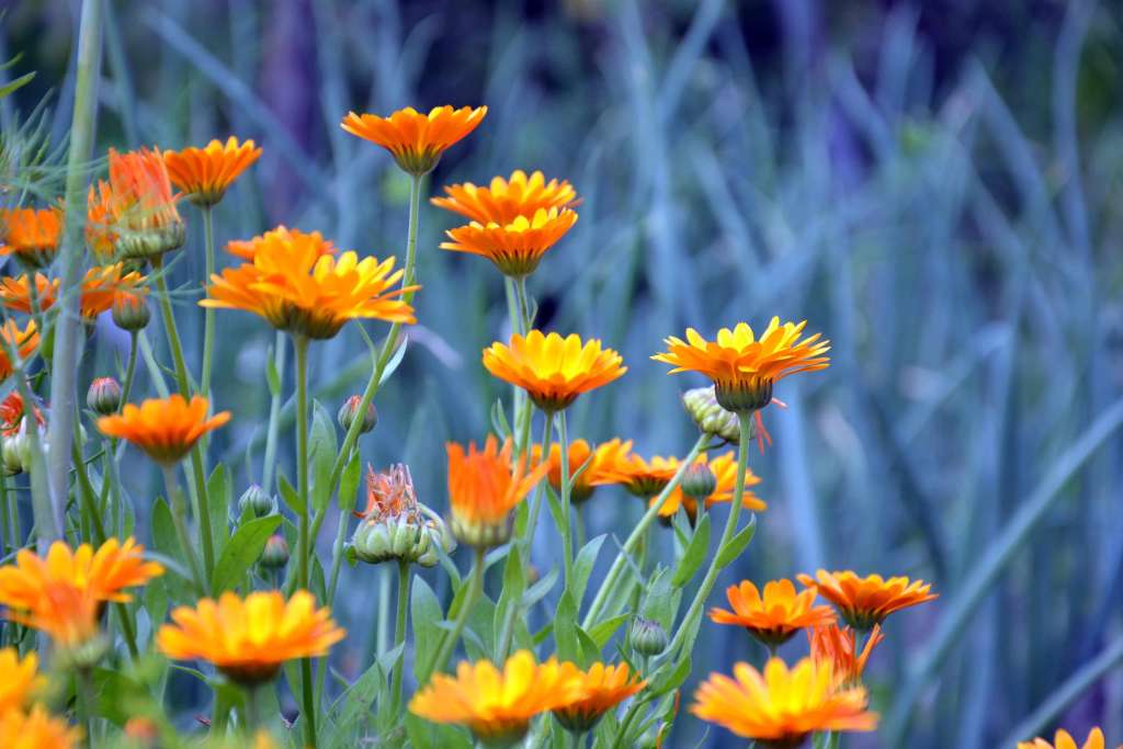 How to grow Calendula