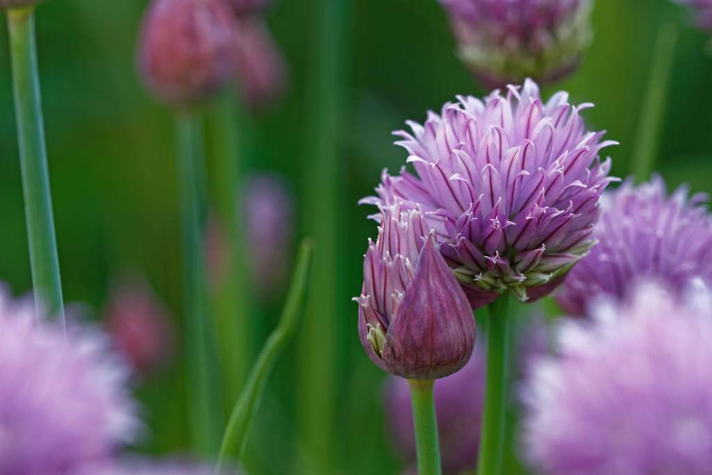 How to grow Chives