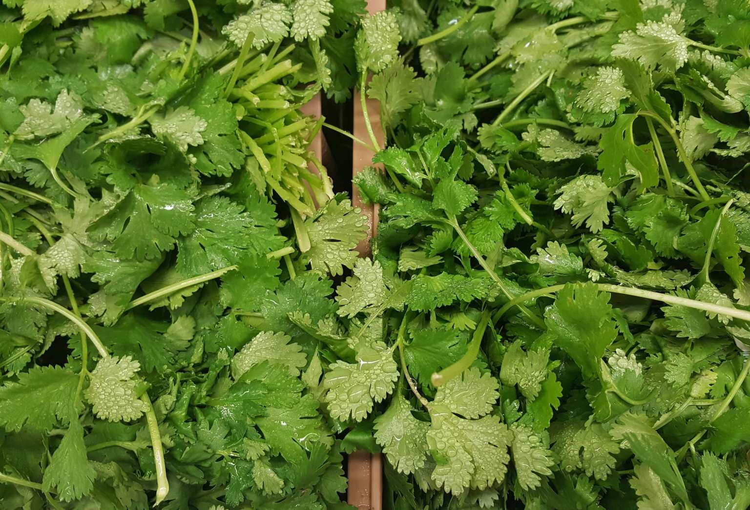Growing Cilantro: How to Plant, Grow, and Harvest Cilantro