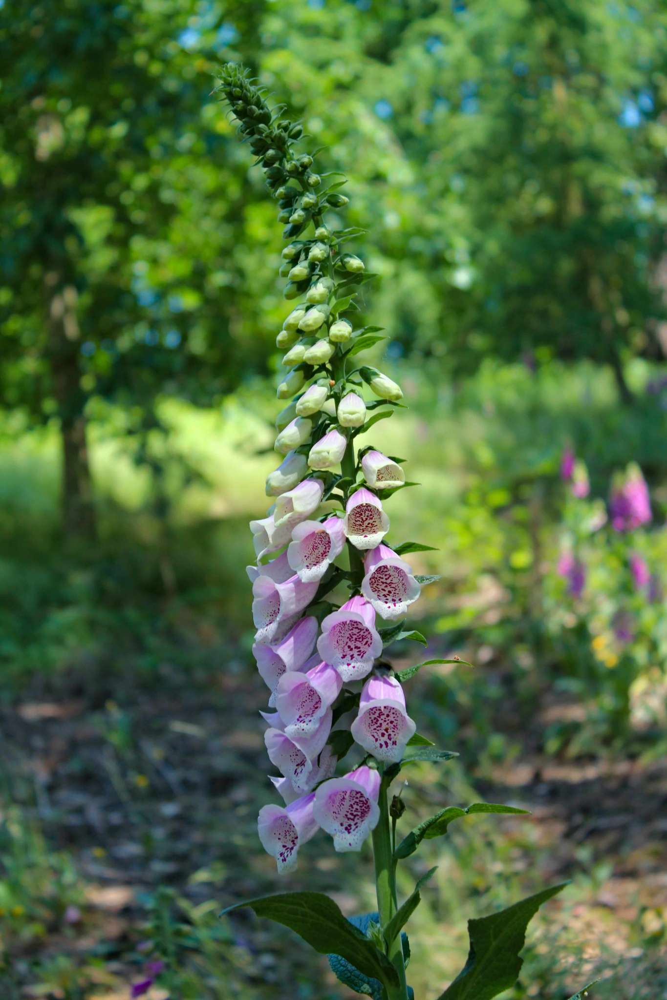 Growing Foxgloves: How to Plant, Grow, and Care for Foxgloves