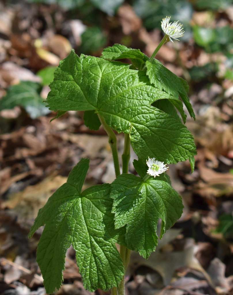 How to grow Goldenseal