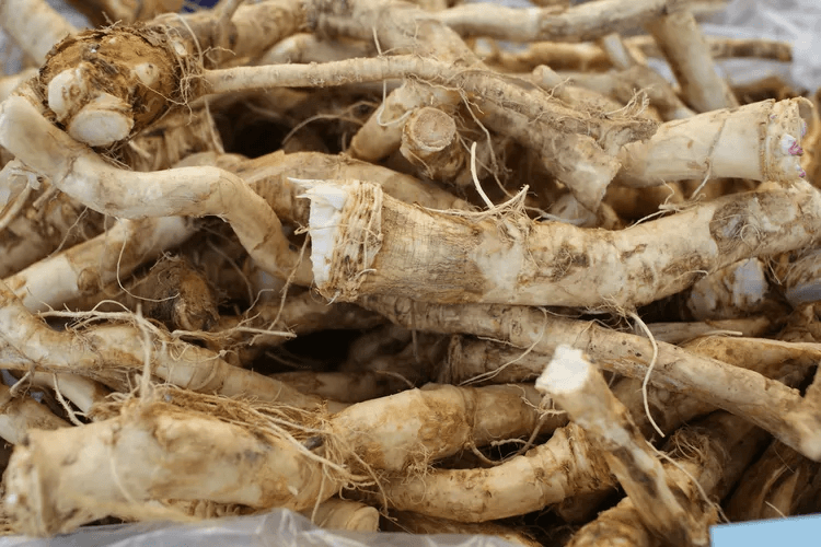 Growing Horseradish