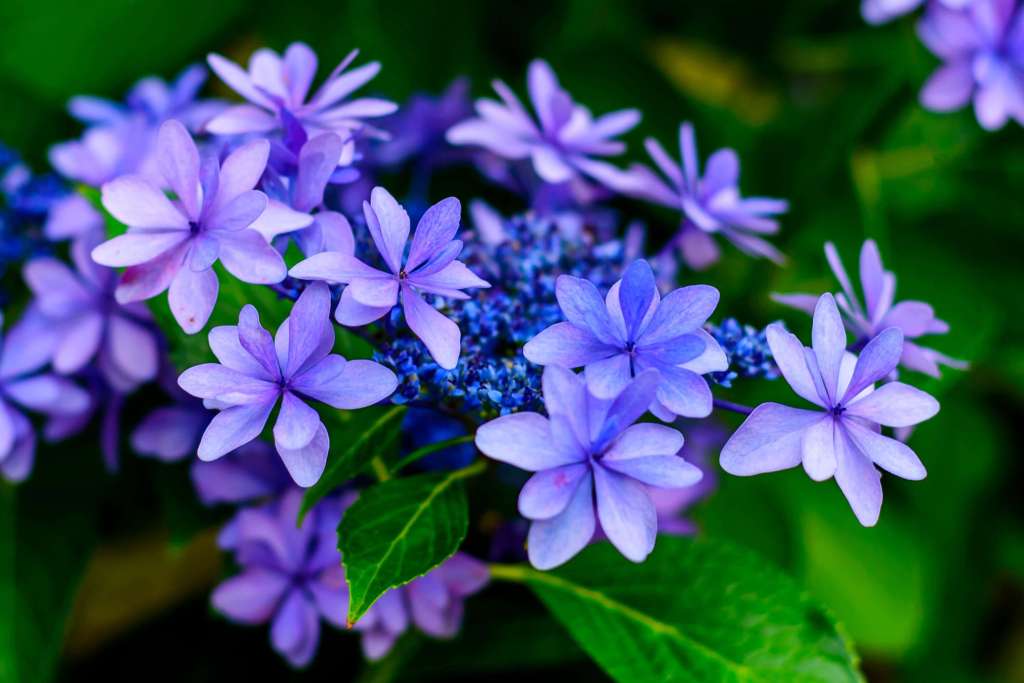 How to Grow Hydrangeas