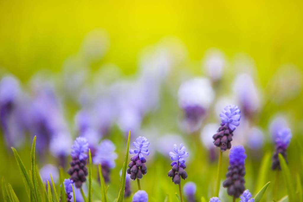 How to grow Lavender