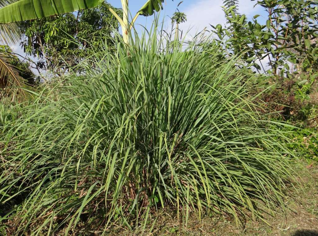 How to grow Lemongrass
