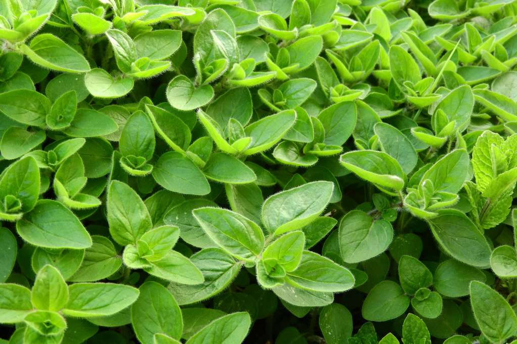 How to grow Marjoram