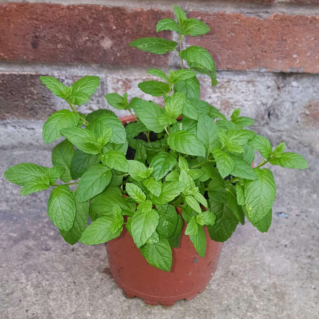 How to grow Mint