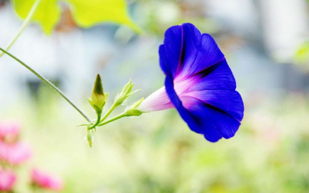 How to Grow Morning Glories