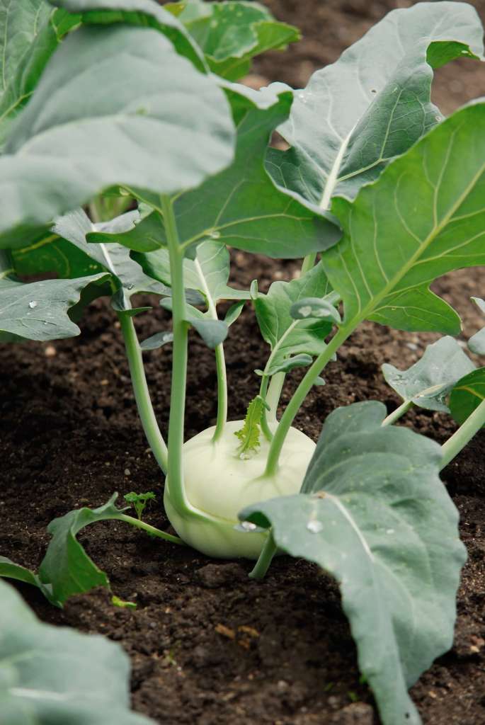 Growing Radish Greens