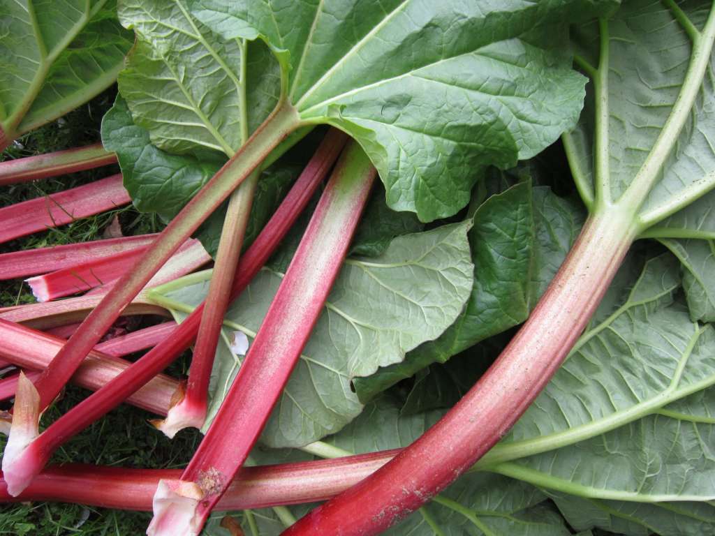 How to grow Rhubarb