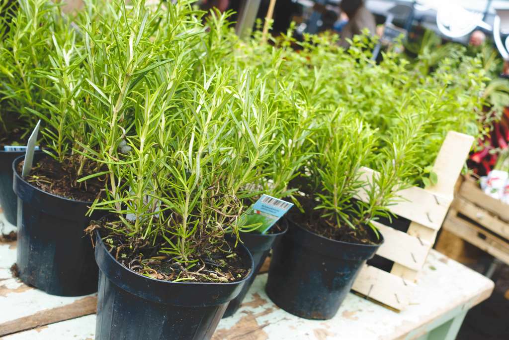 How to grow Rosemary