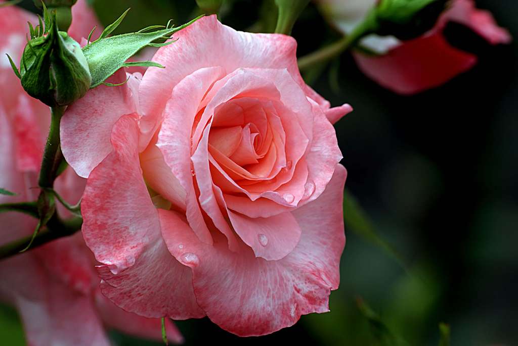 How to grow Roses