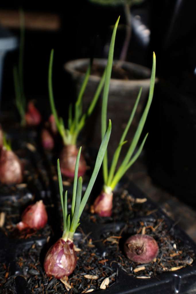 How to grow Shallots