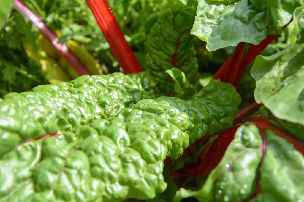 How to grow Swiss Chard