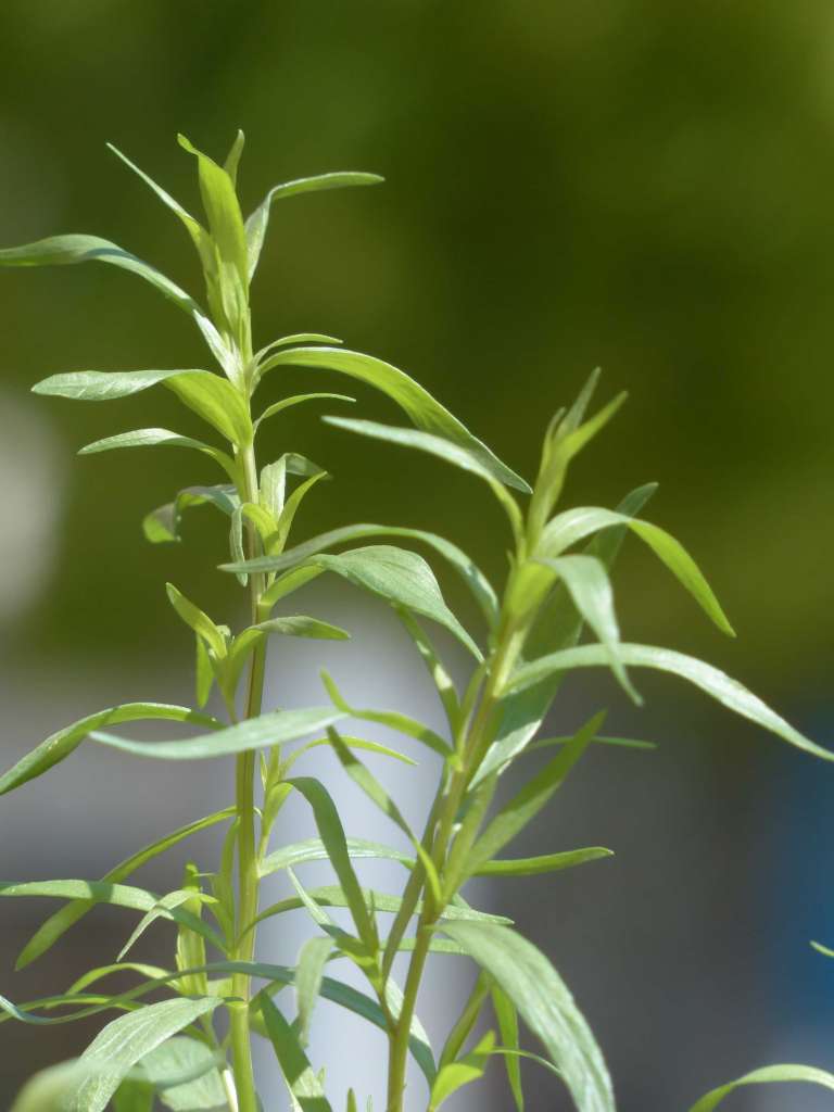 How to grow Tarragon