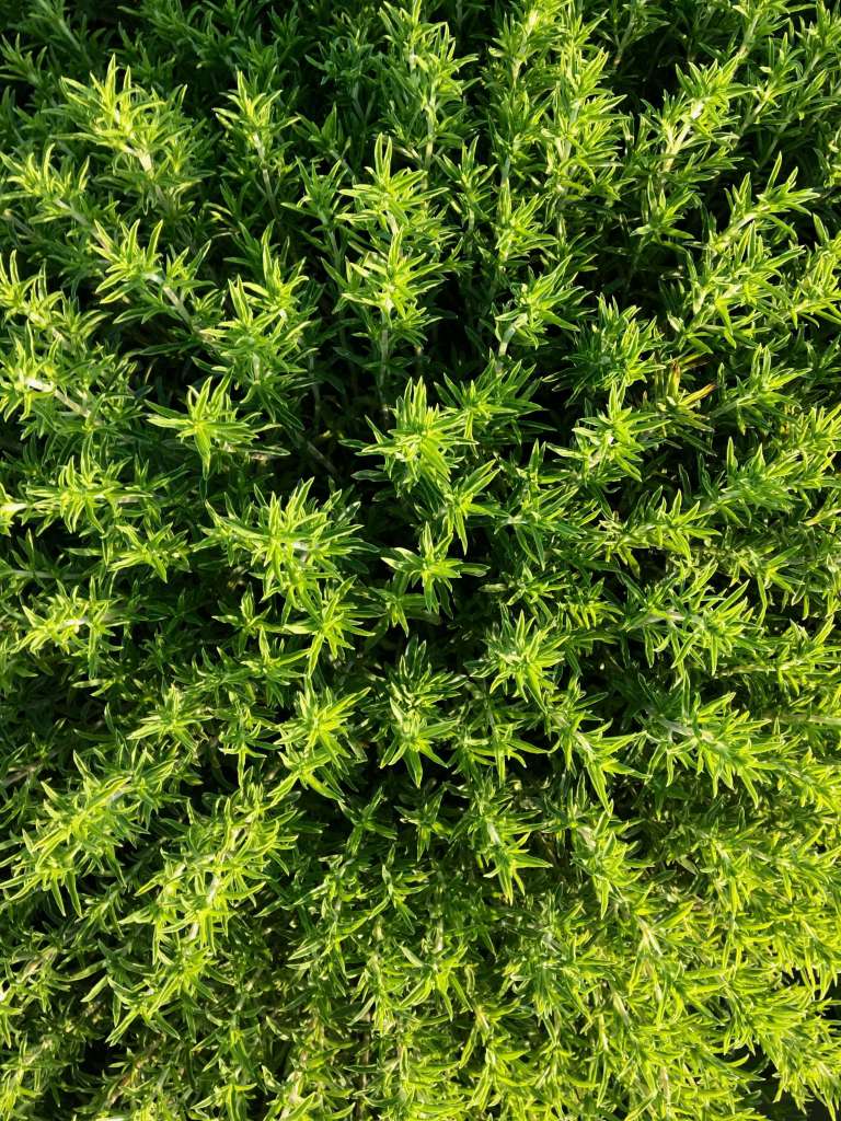 How to grow Thyme