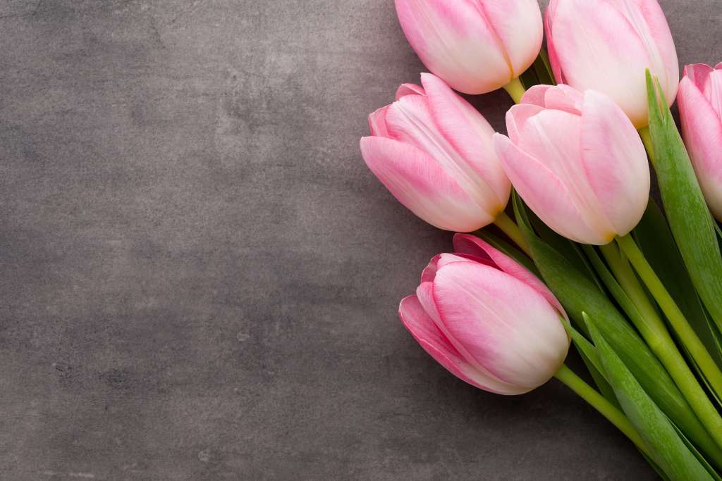 How to Grow Tulips