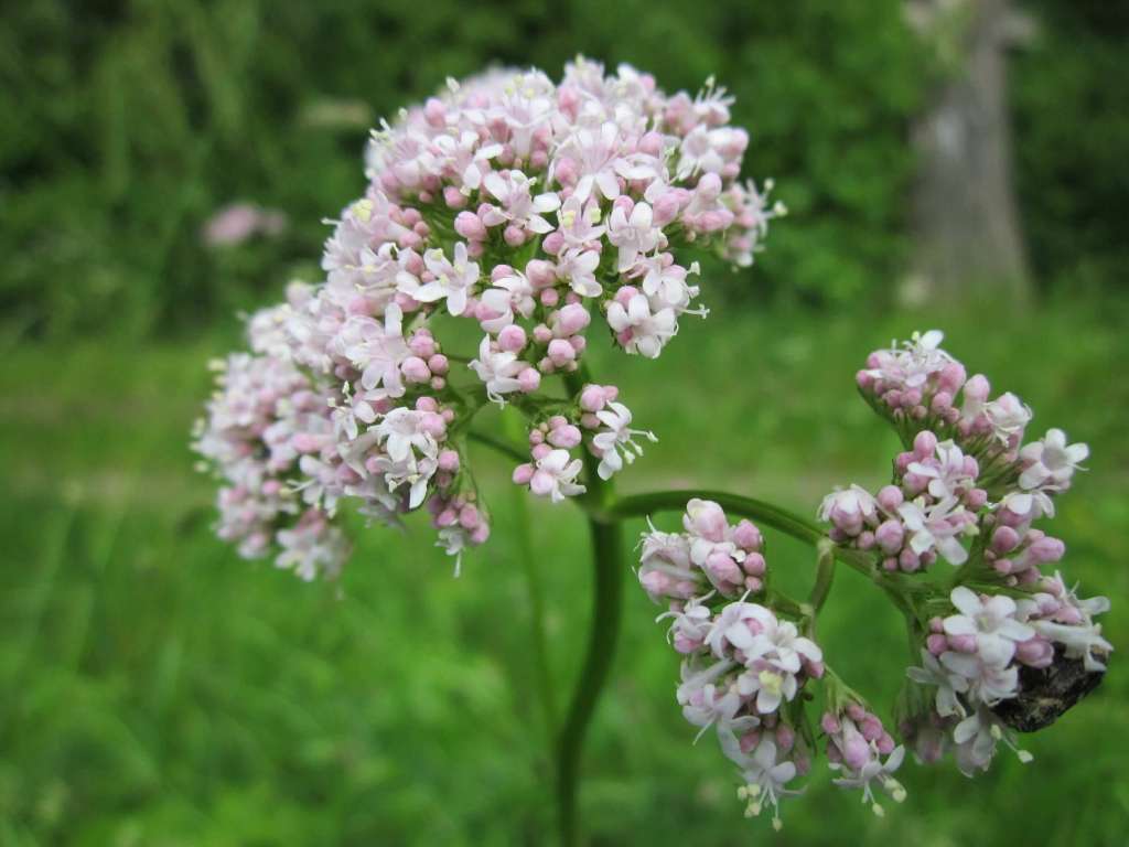 How to grow Valerian