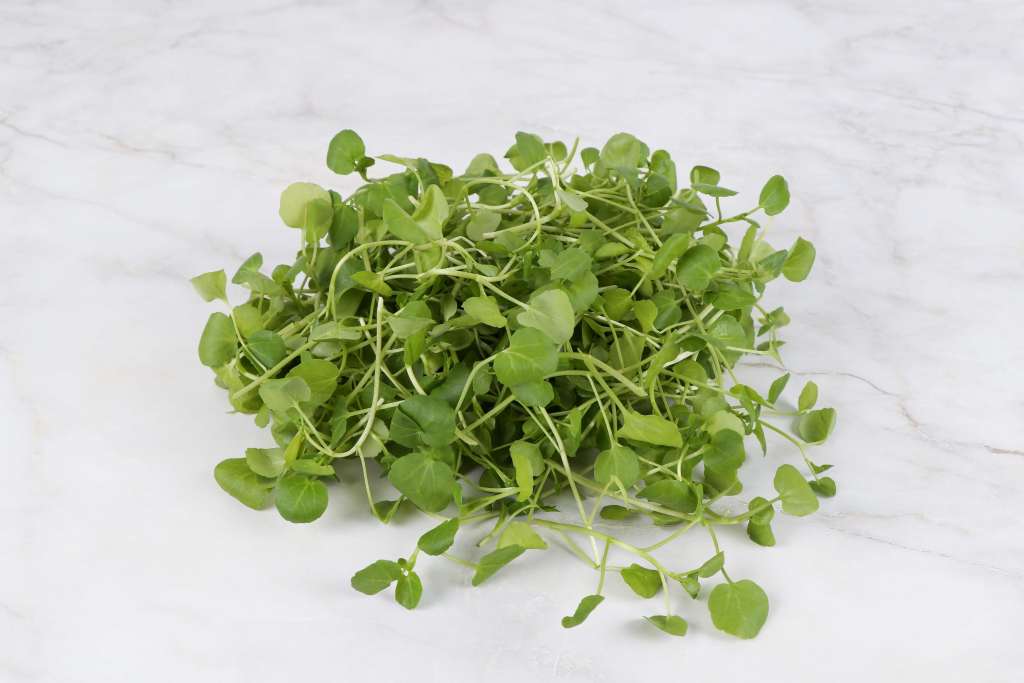 Growing Watercress