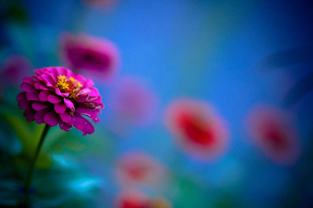 How to grow Zinnias