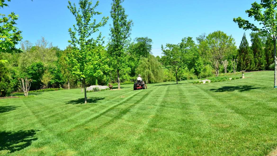 The Complete Guide to Lawn Mowing: All What You Need to Know