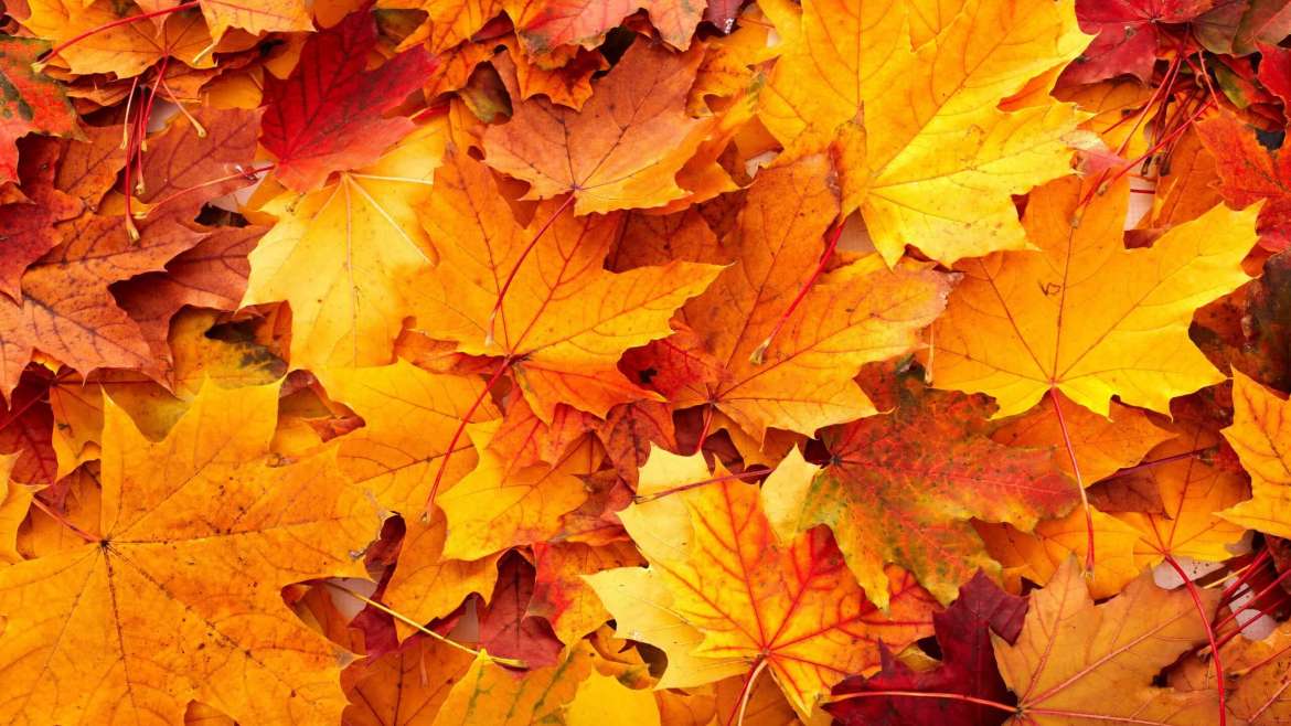 Lawn Yard Sweepers — Preferred Way to Clean Leaves in the Yard