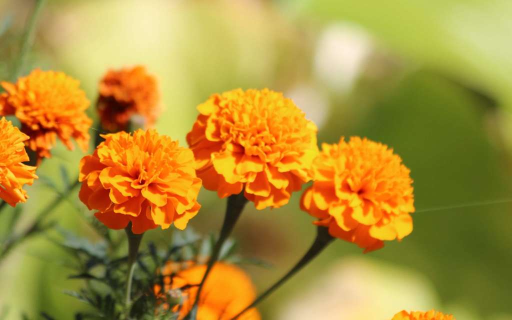 Marigolds 
