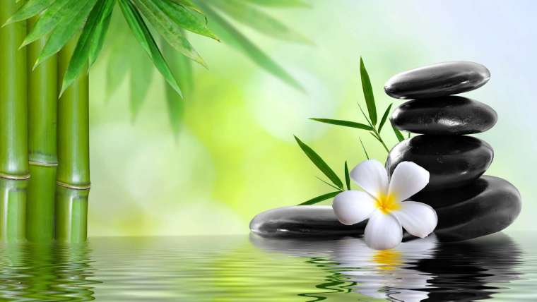 Top 10 Medicinal Plants to Grow at Home