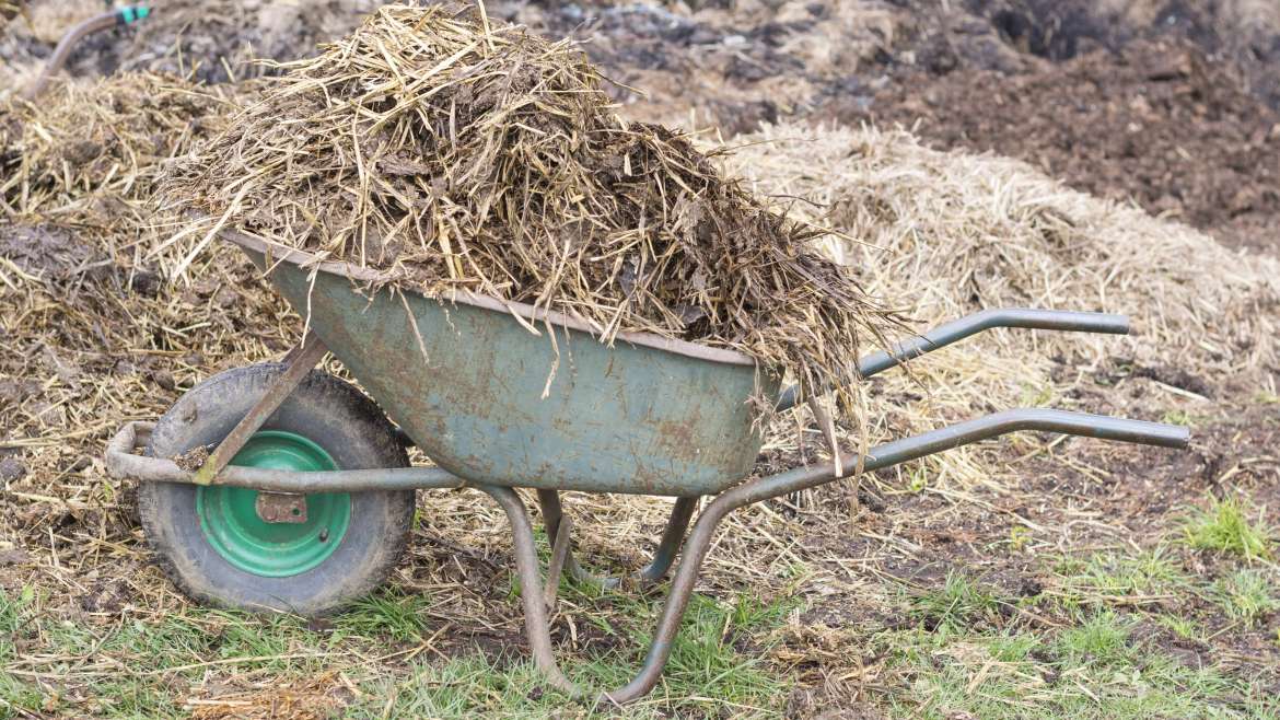 Best Organic Fertilizers for a Thriving Garden