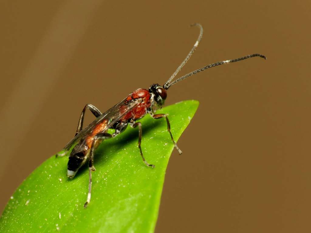 Beneficial Insects: Parasitic Wasps