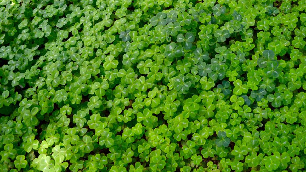 The Complete Guide to Living Mulch: When, Which, and Why?