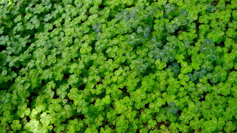 The Complete Guide to Living Mulch: When, Which, and Why?