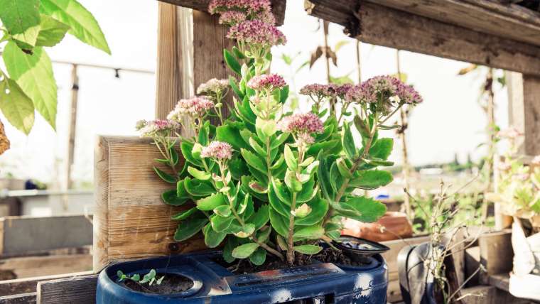 Top 10 Common Raised Bed Garden Mistakes to Avoid