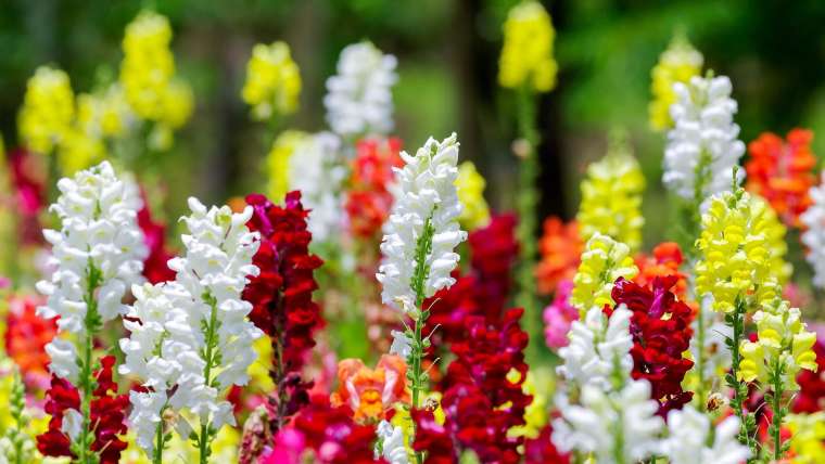 How to Plant, Grow, and Care for Snapdragons